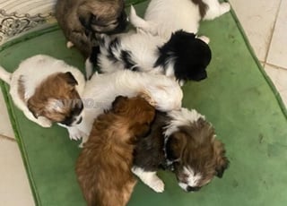 petits chiens à vendre