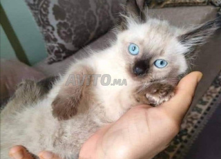 chaton siamois poile lang puur race