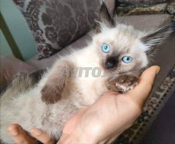 chaton siamois poile lang puur race
