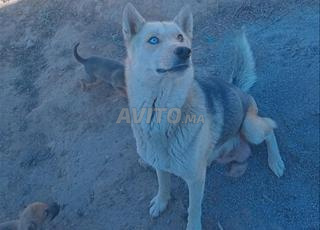 كلبة هاسكي عمر عامين ونصف