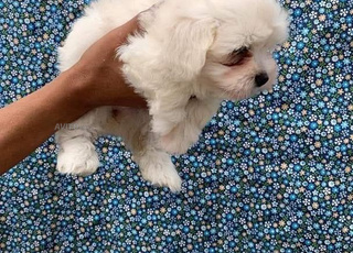 mâle et femelle bichon