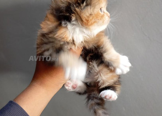 chat persan femelle 40jour