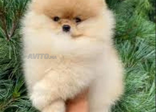 spitz nain chiot