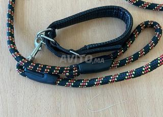 حزام للكلاب