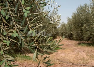 50 hectares d olives pres de meknes
