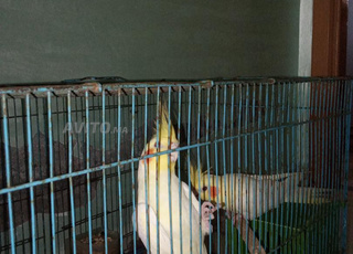 deux oiseaux calopsette