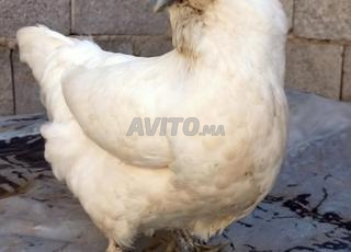 دجاج سكلي قطني 