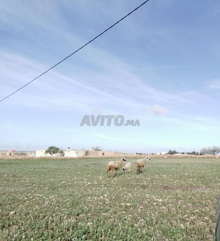 أرض فلاحية محفظة على الشانطي