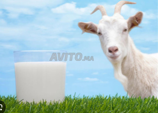 LAIT DE CHEVRE 