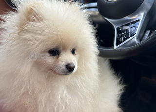 Spitz nain pure race