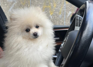 Pure race de Spitz nain