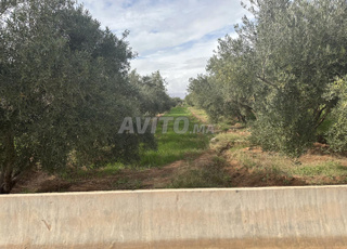 2 hectares titrée agricole à lfida 13 km à oujda