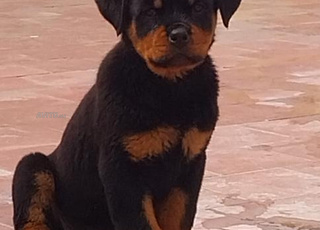 chiot femmel rotveiler 