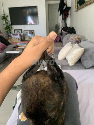 Cane corso femelle de 3mois de parents pedigrais