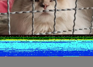 Chats persan mâle et British long hair 