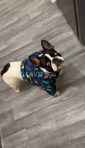bouledogue francais 