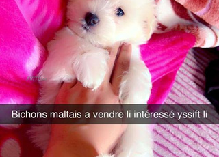Bichon Maltais