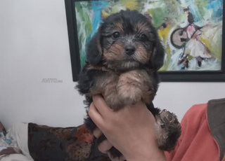 Je vends de magnifiques chiots âgés de 2 mois 