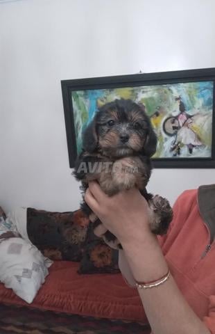 Je vends de magnifiques chiots âgés de 2 mois 