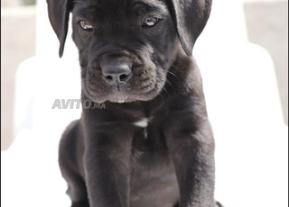 Chiots Cane Corso Noirs et Bringés