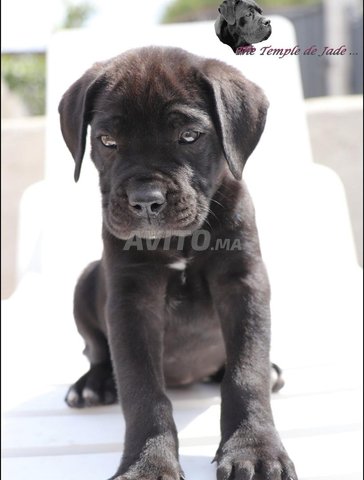 Chiots Cane Corso Noirs et Bringés