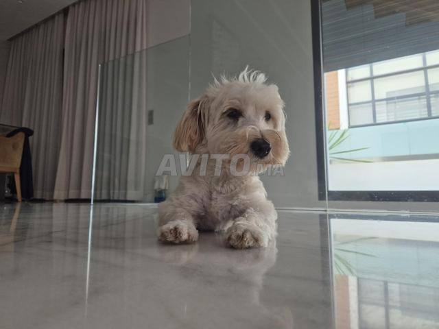 Bichon maltais femelle 