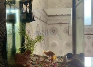 زجاجة أسماك