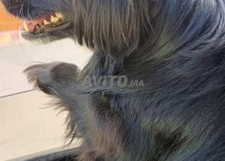 طنجة جامع مقراع