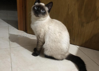 تطوان بوجراح