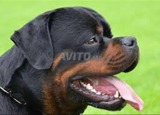  A la recherche d'une femelle Rottweiler Pedigree