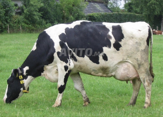 Vaches importees de France Montbeliarde/ Holstein
