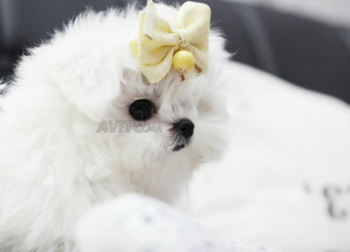 Puppy maltese nain