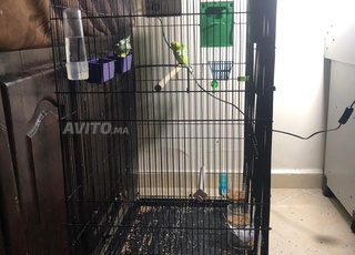 grand cage d’oiseaux 