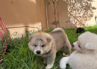 Chiots Akita inu pedigree