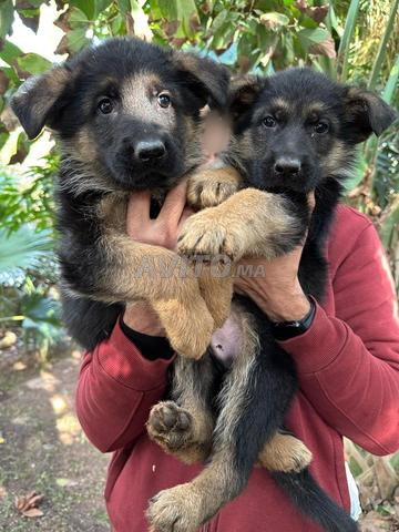 chiots berger allemand pedigree