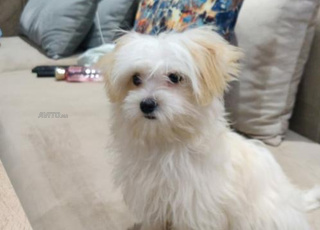 caniche bichon female