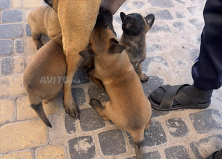 Malinois a marrakech