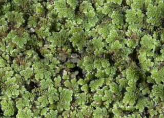 الازولا العلف المجاني 