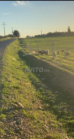 ارض 2500متر ف حي صناعي 600متر من طريق وطنية