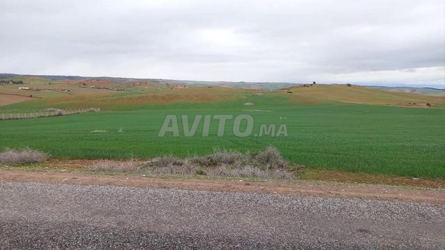 أرض محفظة 11 هكتار الخميسات