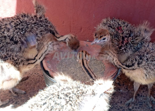 autruche poussins et adultes à vendre 