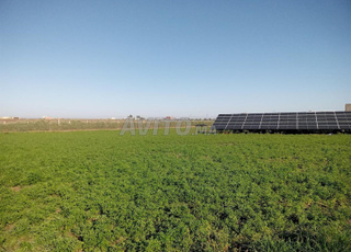 Ferme à vendre (region d'el jadida)