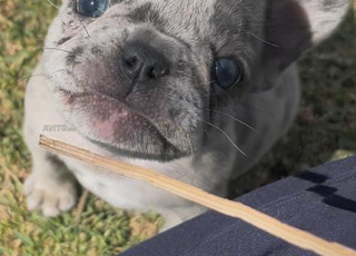 Bulldog français exotique 