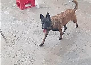 كلبة مالينو