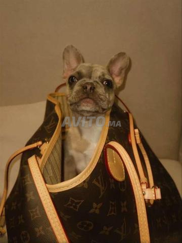 bulldog francais blue merle