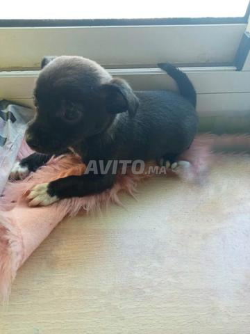 chiwawa croisé b tequelle