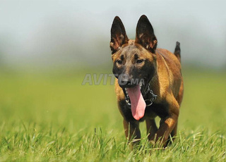 Cienne malinois 