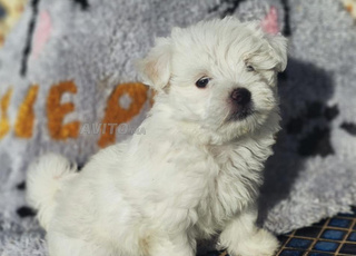bichon maltais toy jazzy