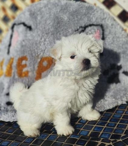 bichon maltais toy jazzy