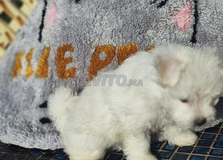 bichon maltais nuage